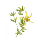 Creosote Bush